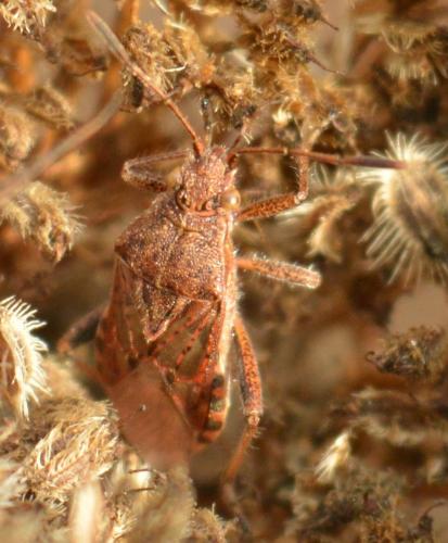 Stictopleurus sp.